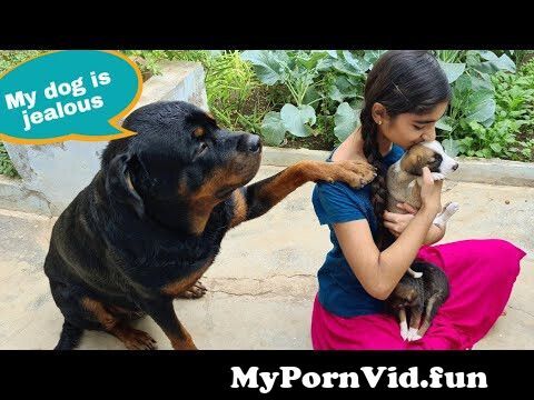 In Ludhiana sex by girl dog Girl has