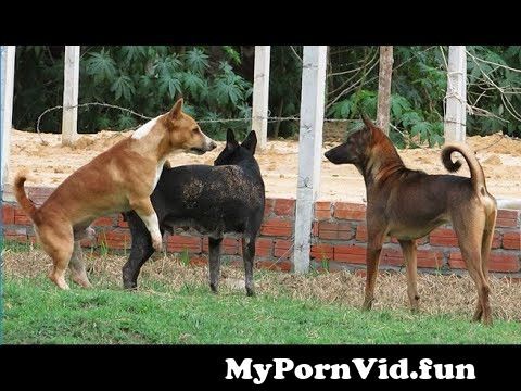 Yantai in dog sex not girl Animal and