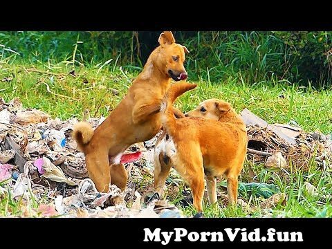 Animals sex video in in Mashhad