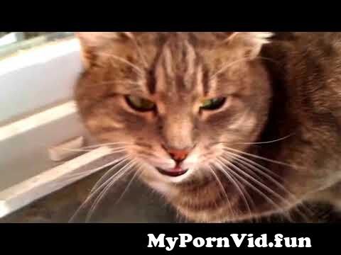 Cat goddess porn