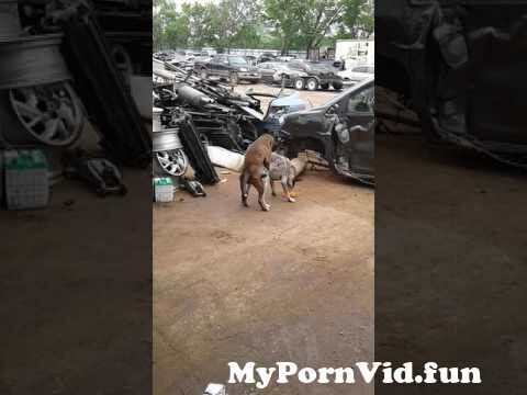 Dogpussy Video XXX