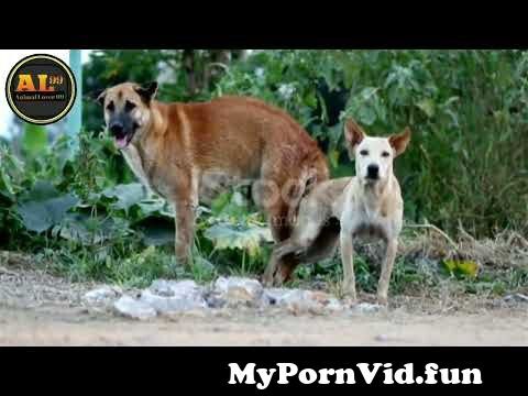 Sex dog with girl in Surat
