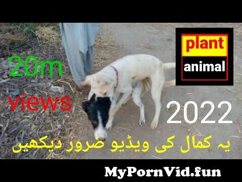 Dog meeting successful funny videos plant animal goat xxx from xxx www  hdnimals xxx video 3gpandra nange xx six Watch Video 