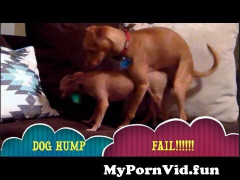 Dog porn female marshillmusic.merchline.com