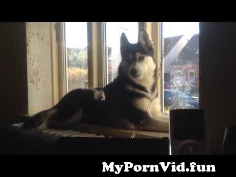 480px x 360px - Female Siberian Husky in heat howling from hot husky Watch Video -  MyPornVid.fun