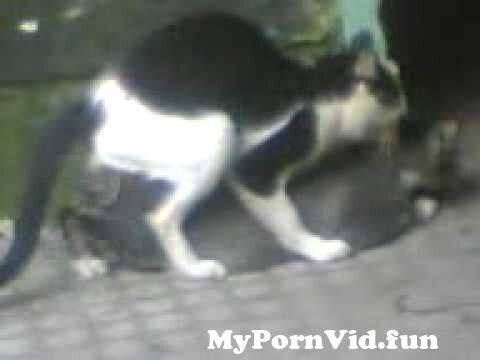 Video animal seks Animal Sex