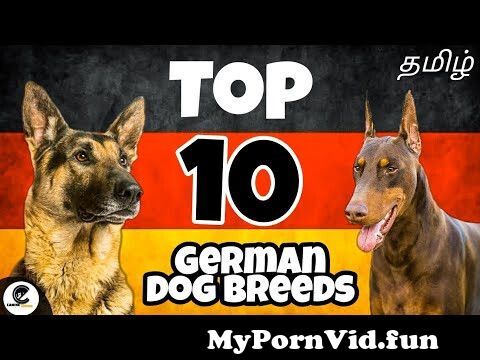 German dogsex