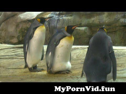 Animal sex videos do in Berlin