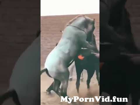 horse meeting#viral #horse #animal #sex # mates from افلام سكس حيوانات مع  حصان ينيك بنت فلام سكسtress anushka xxx image china sex c Watch Video -  