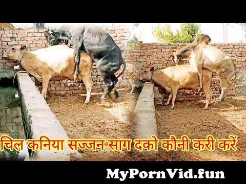 Amazing Big Cow Man Meeting | How Cow Breeding - Animal meeting from sex  breeding 18 www beg com mp college girl raped 420habhi baap hot sexy video  Watch Video 
