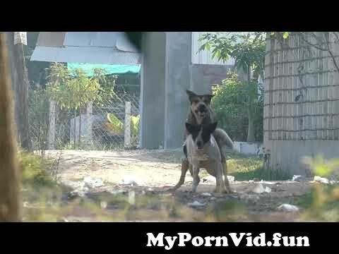 Dog and girl sex in Bekasi