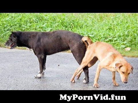 And sex girls in Lahore dog best Dog