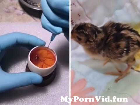 This guy grows a chicken in an open fucking egg from man fuck chicken ass  porn ampcd50amphlidampctclnkampglid Watch Video - MyPornVid.fun