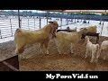Animals Kuwait in videos sex Large HD