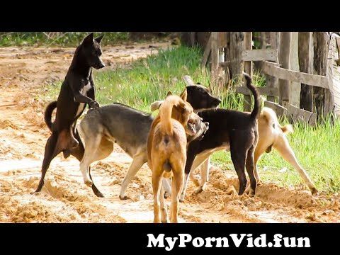 Video animal sex in Delhi