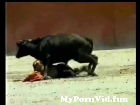 Cow Fuck Woman - Bull tries to fuck woman matador from and girl fuk bull sex videos man fuck  daka Watch Video - MyPornVid.fun