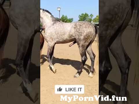 Horse Lady Xxxx Animal Video - Horse meeting #shorts mastixyz xxxvideos from hors xxxx Watch Video -  MyPornVid.fun