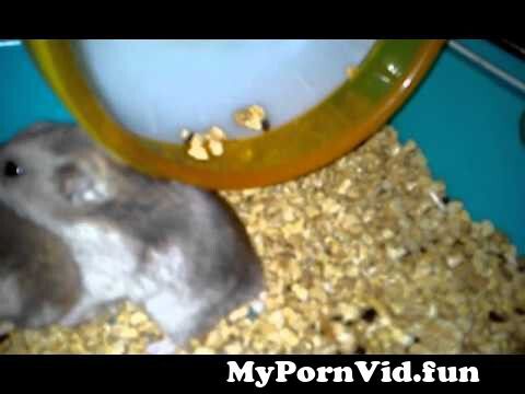 Kostenlos hamster sex Porno Filme