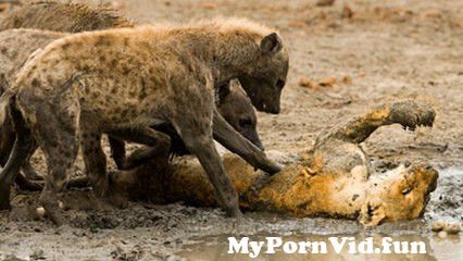Video sex animals in Harare