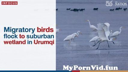In movie porn Ürümqi xxx Free classic