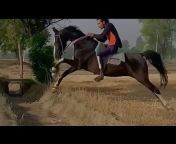 Great Marwari Horses Of Marwar