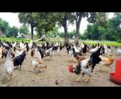 Desi Poultry Farmer