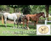 Arabian Horse Family