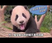 熊貓特攻隊 - Pandas Are Irresistible