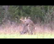 Deer and Deer Hunting