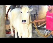 Kolkata Cow Mandi