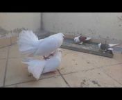 Pigeons reproducteurs تربية الحمام