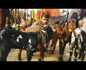 Ali Bahadar Goat Farm