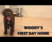 Woodford The Chocolate Lab
