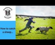 Our Farming Life with Sheepdog School
