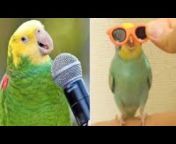 Parrots Fun TV