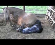 Os Melhores - Vídeos de Cavalos