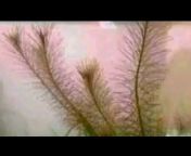 Sexved 0 - sexved Videos - MyPornVid.fun