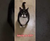 Cat videos JTB
