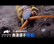 動物星球頻道/ Animal Planet Taiwan
