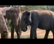Elephant Thai cute