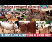 Farmers Market - Cattle