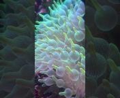 Bahama Llama Coral