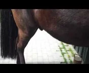 pferd fickt frau Videos - MyPornVid.fun