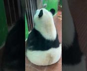 熊貓大大