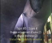 MY Tapir Journal