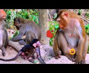 Monkey Trip kh