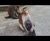 Happy monkeys - Gosha u0026 Marusya