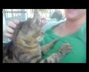 Funny Cats Videos