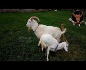 Breeding Goat