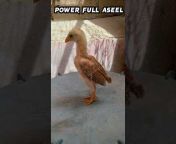 Aseel Birds Vlog